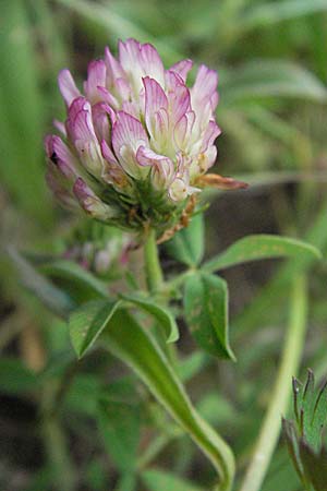 Trifolium echinatum \ Igel-Klee / Hedgehog Clover, Prickly Clover, I Passignano 1.6.2007