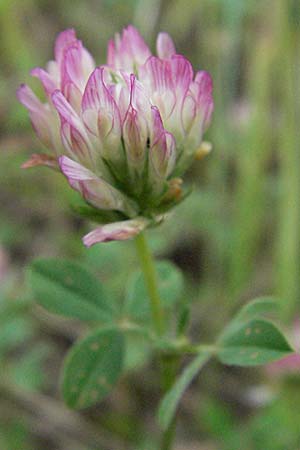 Trifolium echinatum \ Igel-Klee / Hedgehog Clover, Prickly Clover, I Passignano 1.6.2007