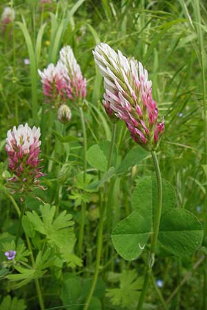 Trifolium incarnatum subsp. molinerii \ Molineris Inkarnat-Klee / Long-Headed Clover, I Liguria, Piana Crixia 21.5.2013