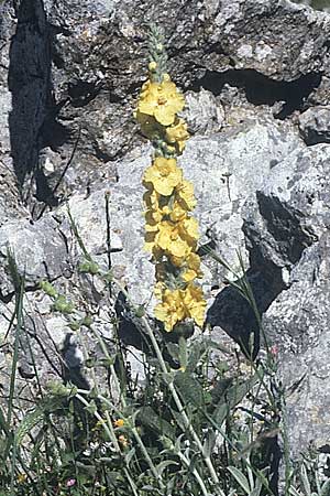 Verbascum densiflorum ? \ Grobltige Knigskerze / Dense-flowered Mullein, I Promontorio del Gargano, Monte S.  Angelo 2.5.1985