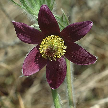 Pulsatilla montana subsp. montana \ Berg-Kuhschelle / Mountain Pasque-Flower, I Terlago 9.4.1993