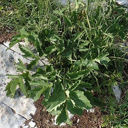 Laserpitium gaudinii \ Gaudins Laserkraut / Gaudin's Sermountain, I Alpi Bergamasche, Pizzo Arera 9.6.2017