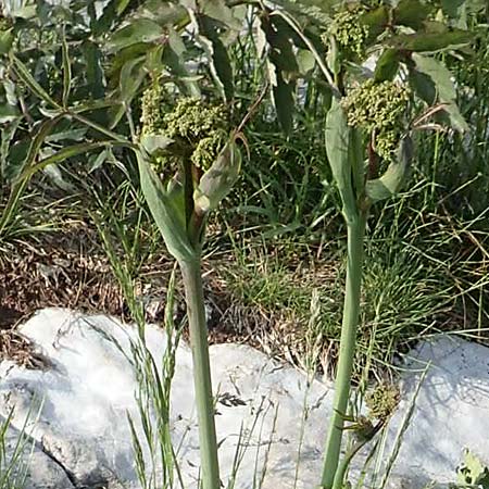 Laserpitium gaudinii \ Gaudins Laserkraut / Gaudin's Sermountain, I Alpi Bergamasche, Pizzo Arera 9.6.2017