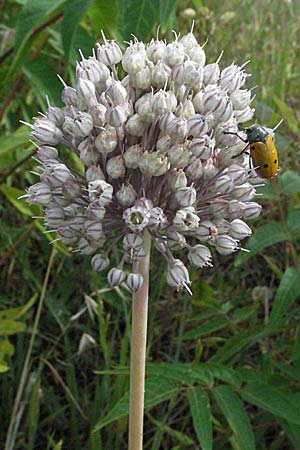 Allium ampeloprasum \ Sommer-Lauch / Wild Leek, I Ancona 29.5.2007