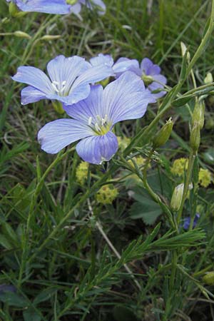 Linum austriacum \ sterreicher Lein / Austrian Flax, I Norcia 7.6.2007