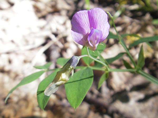 Lathyrus linifolius \ Berg-Platterbse / Bitter Vetchling, I Liguria, Sassello 22.5.2010