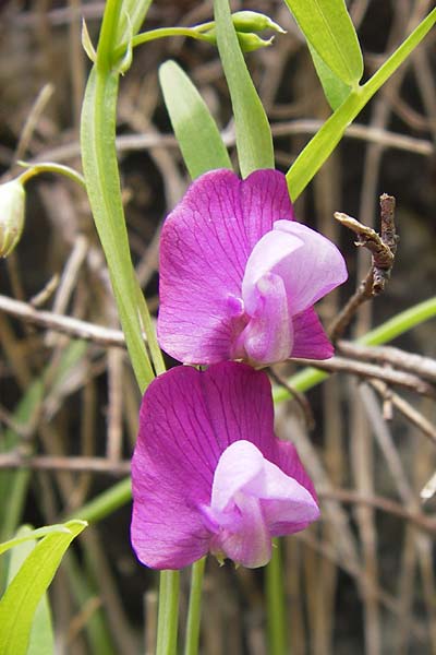 Lathyrus clymenum \ Purpur-Platterbse, I Liguria, Piana Crixia 21.5.2013
