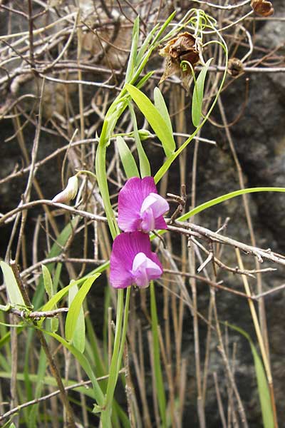 Lathyrus clymenum \ Purpur-Platterbse, I Liguria, Piana Crixia 21.5.2013