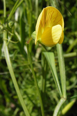 Lathyrus annuus \ Einj�hrige Platterbse / Fodder Pea, I Liguria, Ceriale 24.5.2013