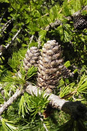 Larix decidua \ Europische Lrche / European Larch, I Liguria, Molini di Triora 26.5.2013