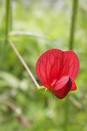 Lathyrus setifolius \ Grasblttrige Platterbse, I Finale Ligure 31.5.2013