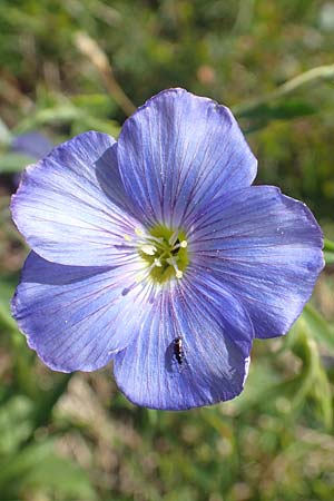 Linum alpinum \ Alpen-Lein / Mountain Flax, I Alpi Bergamasche, Pizzo Arera 9.6.2017