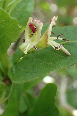 Lonicera alpigena \ Alpen-Heckenkirsche / Alpine Honeysuckle, I Alpi Bergamasche, Pizzo Arera 9.6.2017