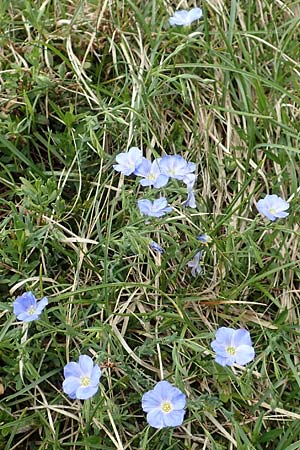 Linum alpinum \ Alpen-Lein / Mountain Flax, I Alpi Bergamasche, Pizzo Arera 9.6.2017