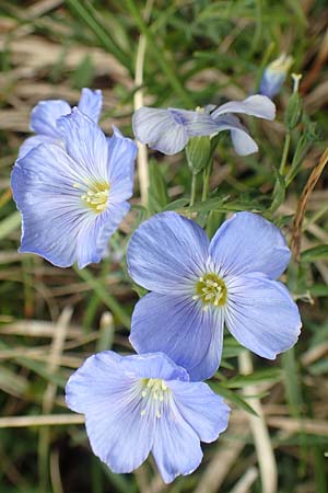 Linum alpinum \ Alpen-Lein / Mountain Flax, I Alpi Bergamasche, Pizzo Arera 9.6.2017