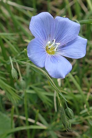 Linum alpinum \ Alpen-Lein / Mountain Flax, I Alpi Bergamasche, Monte Alben 11.6.2017