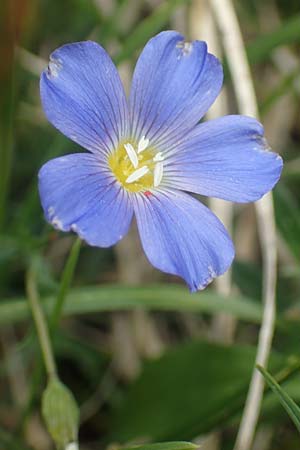 Linum alpinum \ Alpen-Lein / Mountain Flax, I Alpi Bergamasche, Monte Alben 11.6.2017