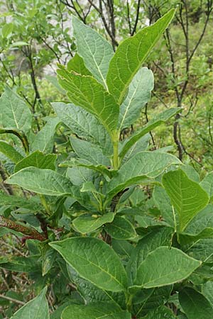 Lonicera alpigena \ Alpen-Heckenkirsche / Alpine Honeysuckle, I Alpi Bergamasche, Monte Alben 11.6.2017