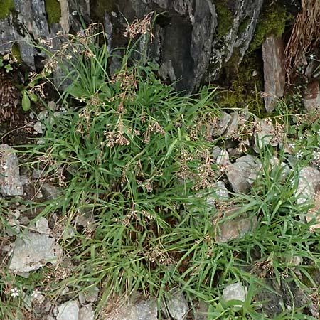Luzula alpinopilosa \ Braune Hainsimse / Brown Wood-Rush, I Passo di Gavia 6.7.2026