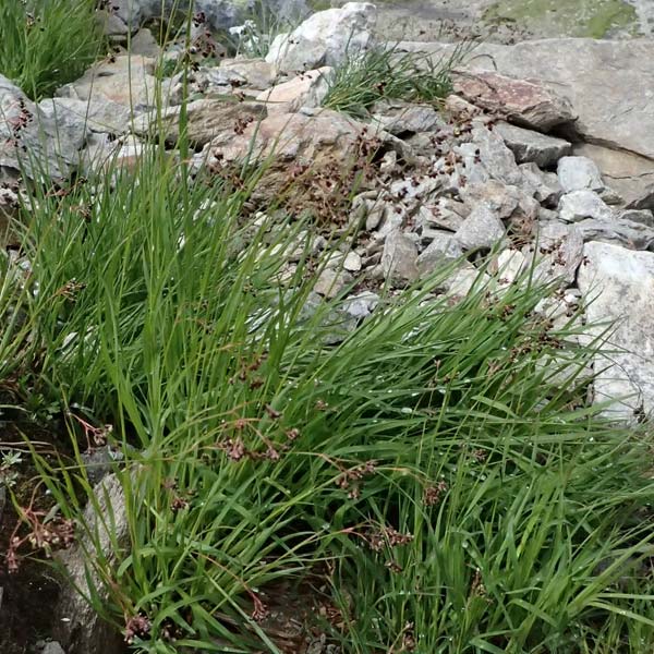 Luzula alpinopilosa \ Braune Hainsimse / Brown Wood-Rush, I Passo di Gavia 6.7.2026