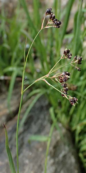 Luzula alpinopilosa \ Braune Hainsimse / Brown Wood-Rush, I Passo di Gavia 6.7.2026