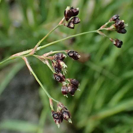 Luzula alpinopilosa \ Braune Hainsimse / Brown Wood-Rush, I Passo di Gavia 6.7.2026
