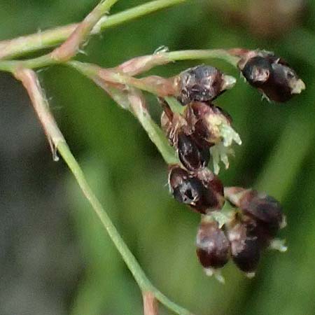 Luzula alpinopilosa \ Braune Hainsimse / Brown Wood-Rush, I Passo di Gavia 6.7.2026