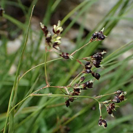 Luzula alpinopilosa \ Braune Hainsimse / Brown Wood-Rush, I Passo di Gavia 6.7.2026