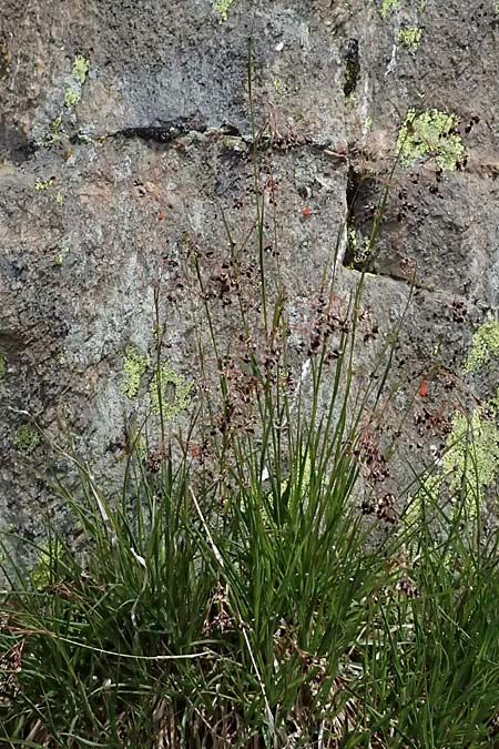 Luzula alpinopilosa \ Braune Hainsimse / Brown Wood-Rush, I Passo di Gavia 6.7.2026