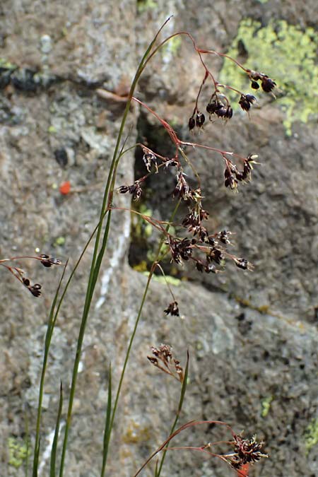 Luzula alpinopilosa \ Braune Hainsimse / Brown Wood-Rush, I Passo di Gavia 6.7.2026