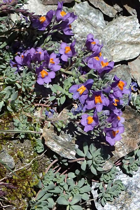 Linaria alpina \ Alpen-Leinkraut, I Stilfser Joch 7.7.2026
