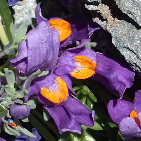 Linaria alpina \ Alpen-Leinkraut, I Stilfser Joch 7.7.2026