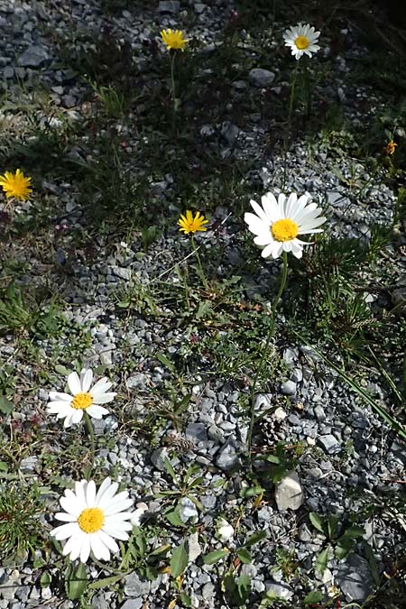 Leucanthemum adustum subsp. adustum \ Westliche Berg-Margerite, Berg-Wucherblume / Western Mountain Ox-Eye Daisy, I Lago di Cancano 10.7.2026