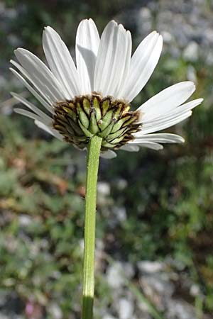Leucanthemum adustum subsp. adustum \ Westliche Berg-Margerite, Berg-Wucherblume / Western Mountain Ox-Eye Daisy, I Lago di Cancano 10.7.2026