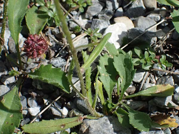 Leucanthemum adustum subsp. adustum \ Westliche Berg-Margerite, Berg-Wucherblume / Western Mountain Ox-Eye Daisy, I Lago di Cancano 10.7.2026