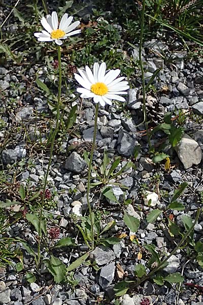 Leucanthemum adustum subsp. adustum \ Westliche Berg-Margerite, Berg-Wucherblume / Western Mountain Ox-Eye Daisy, I Lago di Cancano 10.7.2026