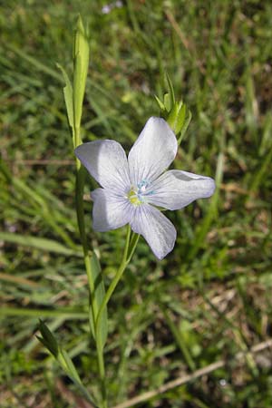 Linum bienne \ Zweijhriger Lein / Pale Flax, I Liguria, Toirano 20.5.2013