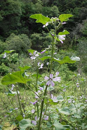 Malva multiflora \ Kretische Strauchpappel / Small Tree Mallow, Cretan Hollyhock, I Liguria, Castelvecchio di Rocca Barbena 19.5.2013