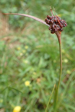 Luzula sudetica \ Sudeten-Hainsimse / Sudetan Wood-Rush, I Alpi Bergamasche, Pizzo Arera 5.6.2017