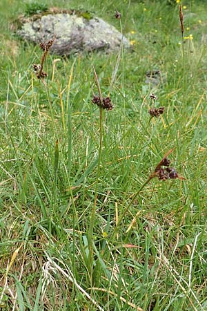 Luzula sudetica \ Sudeten-Hainsimse / Sudetan Wood-Rush, I Alpi Bergamasche, Pizzo Arera 5.6.2017