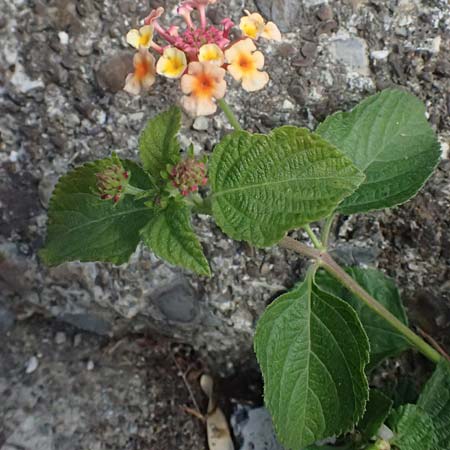 Lantana camara \ Wandelrschen / Large-Lef Lantana, I Liguria, Cinque Terre 28.9.2023