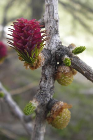 Larix decidua \ Europische Lrche / European Larch, I Liguria, Imperia, Monte Saccarello 29.5.2013