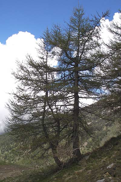 Larix decidua \ Europische Lrche / European Larch, I Liguria, Imperia, Monte Saccarello 29.5.2013