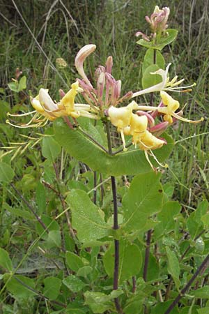 Lonicera etrusca \ Etruskisches Geiblatt / Etruscan Honeysuckle, I Norcia 7.6.2007