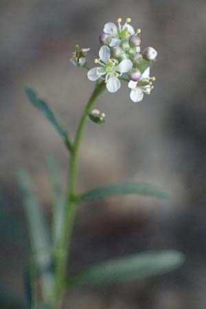 Lepidium graminifolium \ Grasblttrige Kresse / Tall Pepperwort, I Liguria, Sestri Levante 3.10.2023