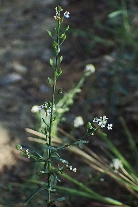 Lepidium graminifolium \ Grasblttrige Kresse / Tall Pepperwort, I Liguria, Sestri Levante 3.10.2023