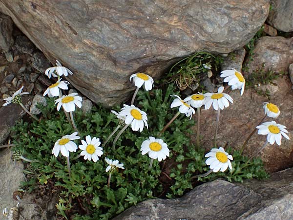 Leucanthemopsis alpina \ Alpen-Margerite / Alpine Moon Daisy, I Passo di Gavia 6.7.2026