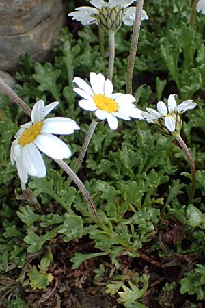 Leucanthemopsis alpina \ Alpen-Margerite / Alpine Moon Daisy, I Passo di Gavia 6.7.2026