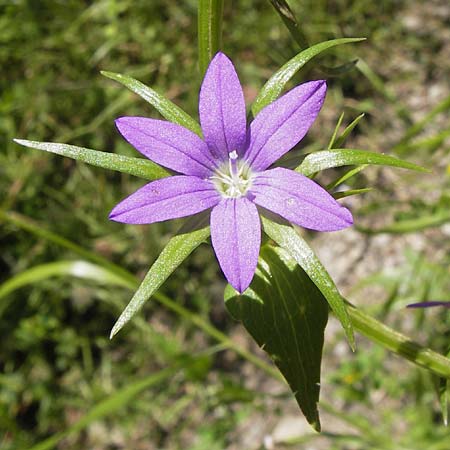 Legousia falcata \ Sichel-Frauenspiegel / Spicate Venus' Looking-Glass, I Finale Ligure 22.5.2013