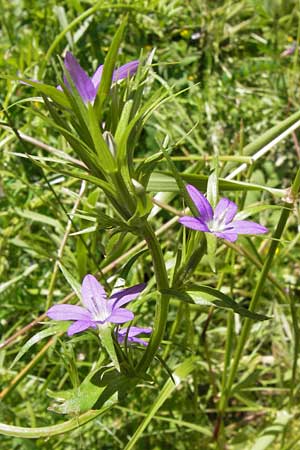 Legousia falcata \ Sichel-Frauenspiegel / Spicate Venus' Looking-Glass, I Finale Ligure 22.5.2013